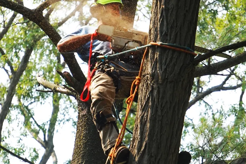 Climber in a hi-vis helmet and harness chainsawing a section high in a hardwood canopy, sawdust in the air and orange rigging rope and a red climbing line running through the canopy