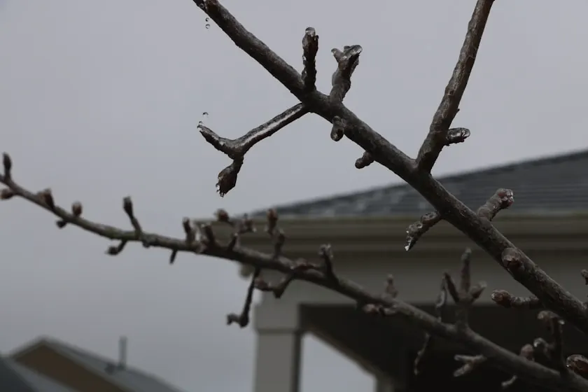 Bare branch coated in clear ice, its buds glazed and dripping, with the roofline and porch column of a house out of focus behind it under a grey winter sky