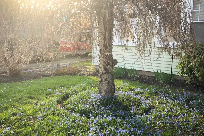 Mature tree with a rough pale trunk standing in a Middle Tennessee lawn carpeted with small blue spring flowers, low hazy sun through its bare branches beside a pale green clapboard house